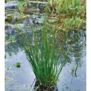 Juncus effusus - Békaszittyó - 5db mag/csomag