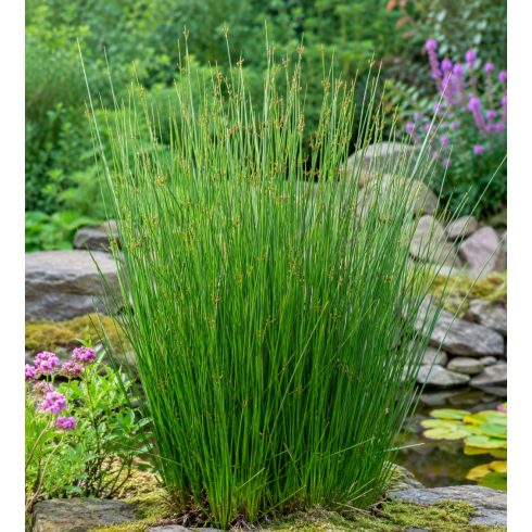 Juncus effusus - Békaszittyó - 5db mag/csomag