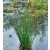 Juncus effusus - Békaszittyó - 5db mag/csomag