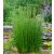 Juncus effusus - Békaszittyó - 5db mag/csomag