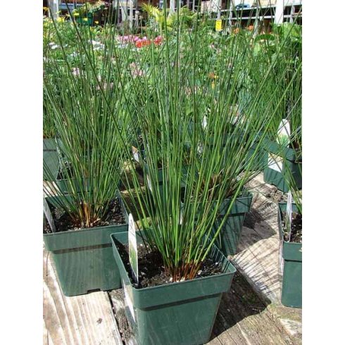 Juncus effusus - Békaszittyó - 5db mag/csomag