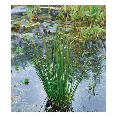 Juncus effusus - Békaszittyó - 5db mag/csomag