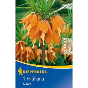   Fritillaria imperialis Aurora - Császárkorona narancssárga - 1db hagyma/csomag
