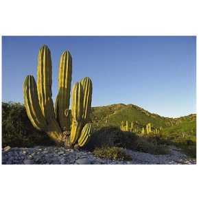   Pachycereus pringlei - Mexikói óriáskaktusz - 5db mag/csomag