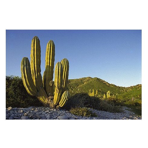 Pachycereus pringlei - Mexikói óriáskaktusz - 5db mag/csomag