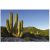 Pachycereus pringlei - Mexikói óriáskaktusz - 5db mag/csomag