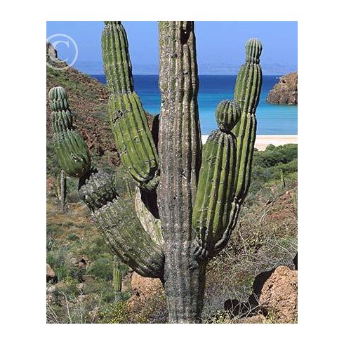 Pachycereus pringlei - Mexikói óriáskaktusz - 5db mag/csomag