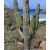 Pachycereus pringlei - Mexikói óriáskaktusz - 5db mag/csomag