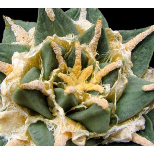 Ariocarpus retusus subsp. pectinatus - Tompaszemölcsű gyapjaskaktusz - 2db mag/csomag