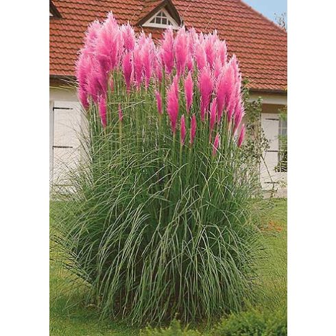 Cortaderia selloana PINK - Ezüstös pampafű PINK - 5db mag/csomag