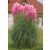 Cortaderia selloana PINK - Ezüstös pampafű PINK - 5db mag/csomag