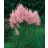   Cortaderia selloana PINK - Ezüstös pampafű PINK - 5db mag/csomag