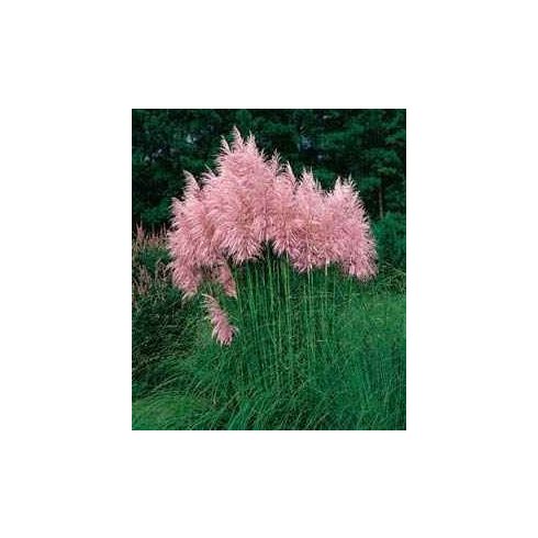 Cortaderia selloana PINK - Ezüstös pampafű PINK - 5db mag/csomag