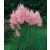 Cortaderia selloana PINK - Ezüstös pampafű PINK - 5db mag/csomag