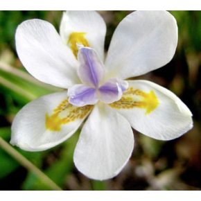 Dietes iridioides  - 5db mag/csomag