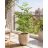 Cserepes Moringa oleifera csodafa modern erkélyen, napos balkonra ajánlva