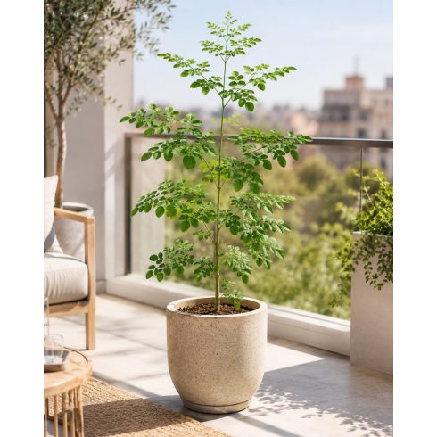 Cserepes Moringa oleifera csodafa modern erkélyen, napos balkonra ajánlva