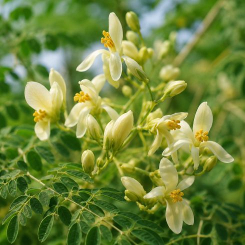 Moringa oleifera csodafa krémfehér virágai közelről, finom zöld lombozat között