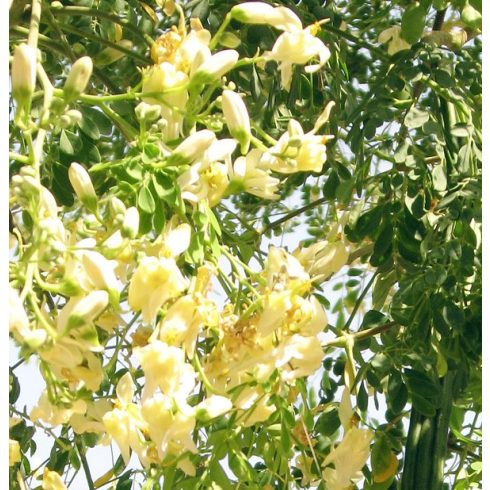 Moringa oleifera csodafa krémfehér virágai közelről