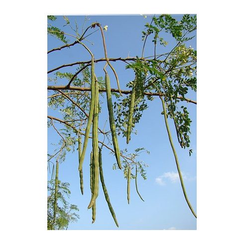 Moringa oleifera csodafa termése