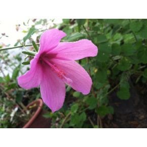   Hibiscus pedunculatus - Pink mályva hibiszkusz - 5db mag/csomag