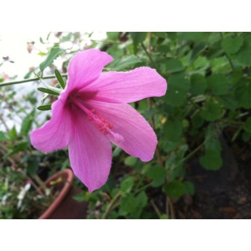 Hibiscus pedunculatus - Pink mályva hibiszkusz - 5db mag/csomag