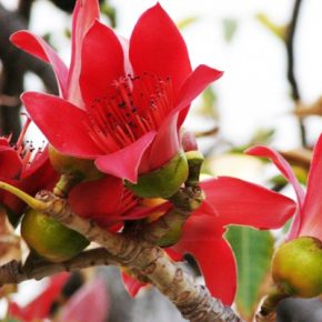 Bombax ceiba - Vörös selymesgyapotfa - 5db mag/csomag