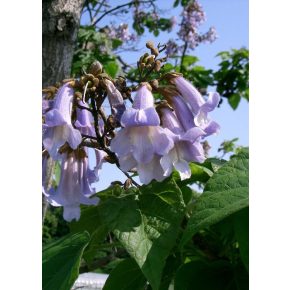 Paulownia tomentosa - Császárfa - 5db mag/csomag