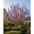 Paulownia tomentosa - Császárfa mag - 5 db mag/csomag