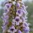 Paulownia tomentosa - Császárfa mag - 5 db mag/csomag