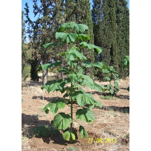 Paulownia tomentosa - Császárfa - 5db mag/csomag