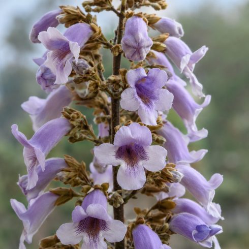 Paulownia tomentosa - Császárfa mag - 5 db mag/csomag