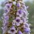 Paulownia tomentosa - Császárfa mag - 5 db mag/csomag