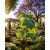 Paulownia tomentosa - Császárfa mag - 5 db mag/csomag