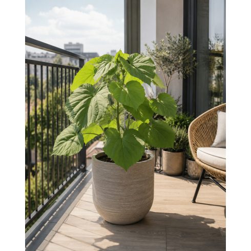 Paulownia tomentosa - Császárfa mag - 5 db mag/csomag