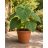 Paulownia tomentosa - Császárfa mag - 5 db mag/csomag