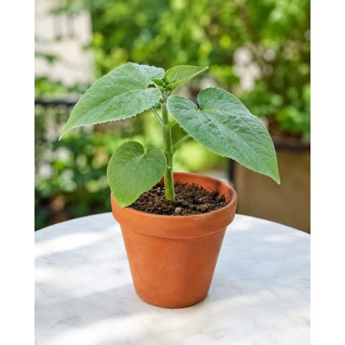 Paulownia tomentosa - Császárfa mag - 5 db mag/csomag