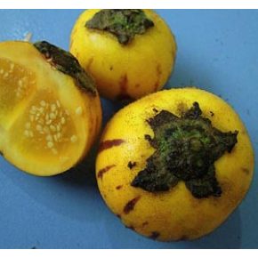 Solanum ferox - 5db mag/csomag