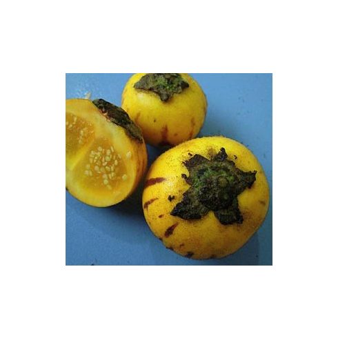 Solanum ferox - 5db mag/csomag