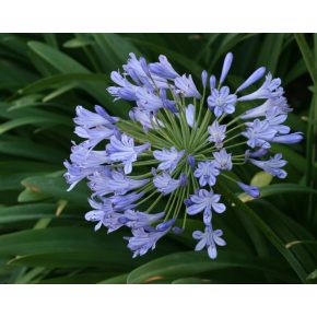   Agapanthus praecox BLUE - Korai kék szerelemvirág - 5db mag/csomag