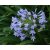 Agapanthus praecox BLUE - Korai kék szerelemvirág - 5db mag/csomag