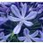   Agapanthus praecox BLUE - Korai kék szerelemvirág - 5db mag/csomag