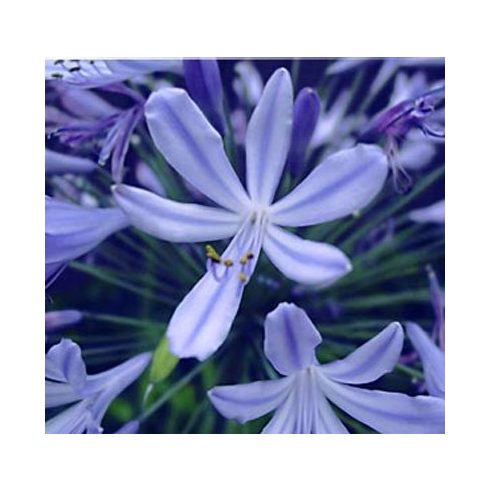 Agapanthus praecox BLUE - Korai kék szerelemvirág - 5db mag/csomag