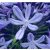 Agapanthus praecox BLUE - Korai kék szerelemvirág - 5db mag/csomag