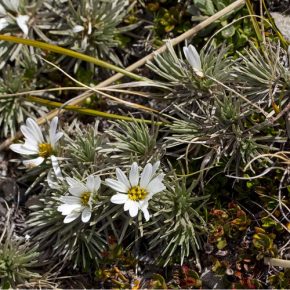   Celmisia argentea - Ezüstös hegyi százszorszép - 5db mag/csomag