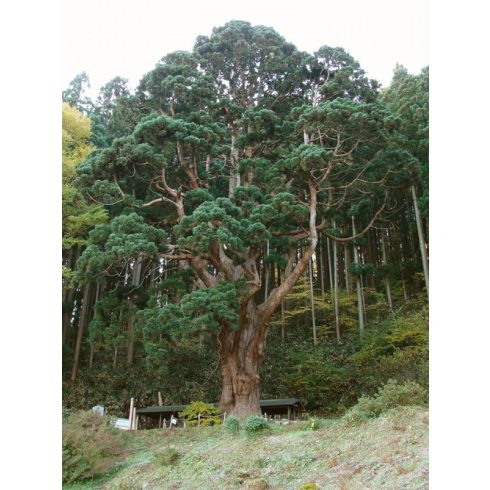 Cryptomeria japonica - Japánciprus, Szugifenyő - 5db mag/csomag