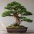 Cryptomeria japonica – Idős, ívelt törzsű japánciprus-bonsai sűrű, formára metszett örökzöld lombozattal, lapos bonsaitálban.