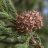 Cryptomeria japonica – Érett, gömbölyű, barnás, pikkelyes japánciprus-tobozok a fa zöld tűleveles hajtásain.