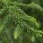 Cryptomeria japonica – A szugifenyő spirálisan elhelyezkedő, hegyes, enyhén ívelt, élénkzöld tűleveleinek részletes közeli képe.