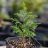 Cryptomeria japonica – Fiatal, magról nevelt japánciprus élénkzöld tűlevelekkel, palántanevelő cserépben.